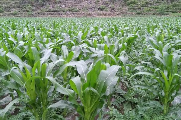 种植玉米氮磷钾肥使用比例，附施肥原则