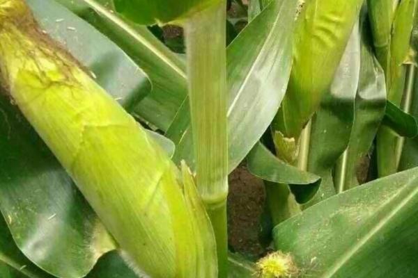适合在山东种植的高产玉米品种