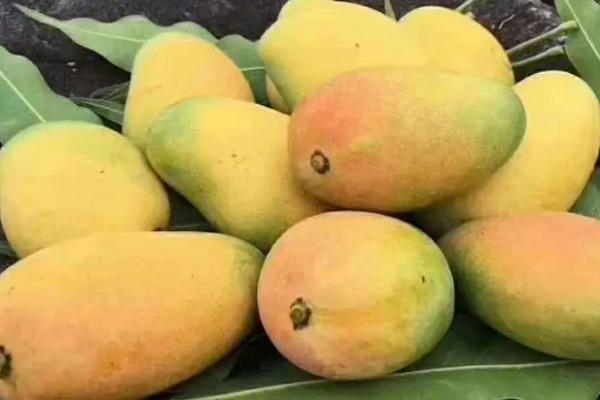 最好吃的芒果品种十大排名