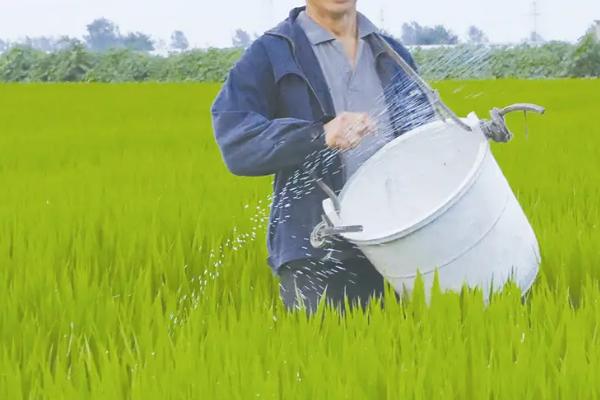 水稻典型的肥害症状