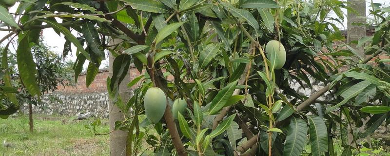 芒果树苗种植几年结果，种植要求是什么