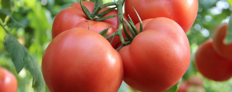 什么肥料能让西红柿长得更大