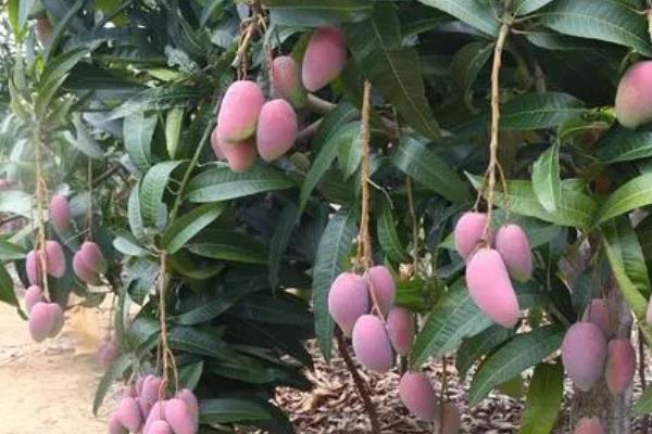 芒果树苗种植几年结果，附芒果树种植要求