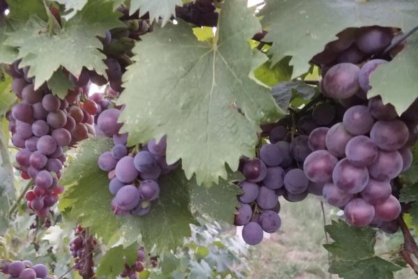 如何种植巨峰葡萄