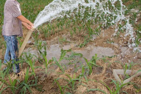 玉米播种后几天浇一次水