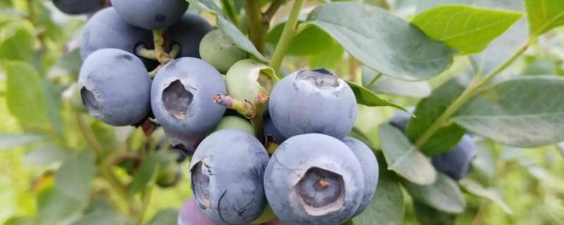 北方蓝莓品种口感排名第一