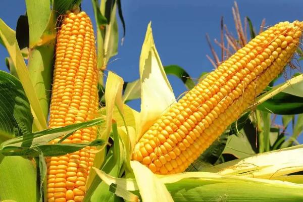 玉米成熟季节是几月