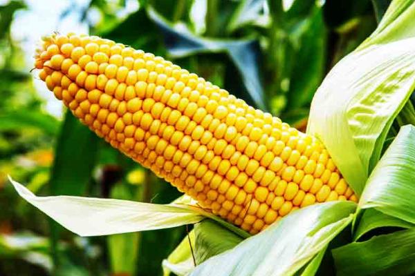 玉米成熟季节是几月