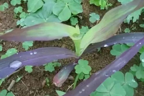 玉米苗发紫停止生长如何处理