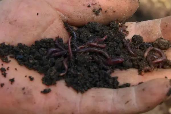 人工蚯蚓的养殖技术