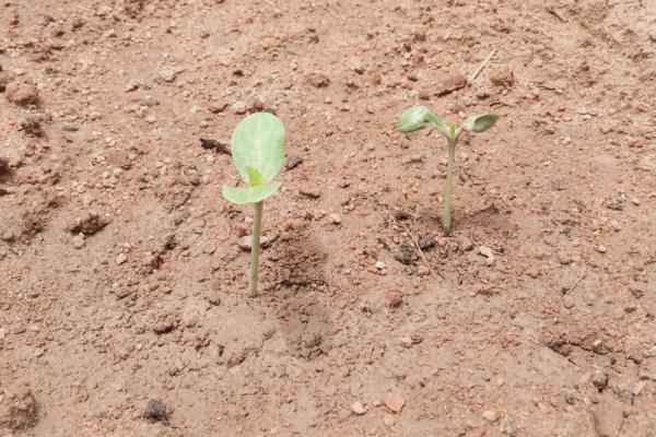 西瓜播种一个坑用多少种子