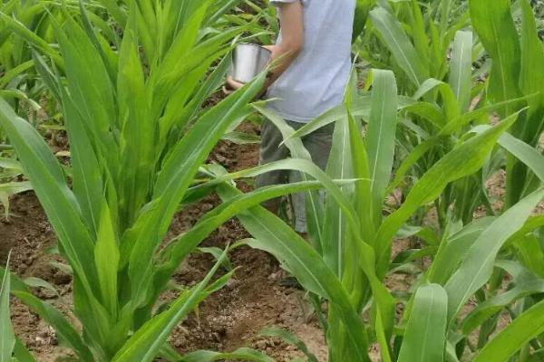 如何种植和管理才能让玉米高产