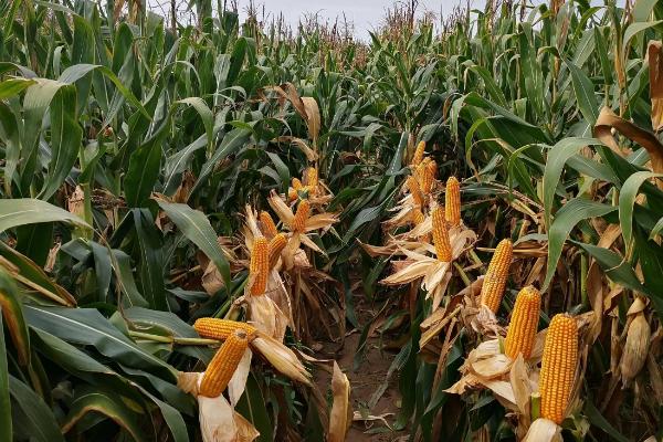 如何种植和管理才能让玉米高产