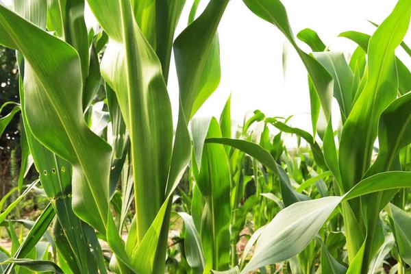 玉米苗后除草剂与杀虫剂能否混用，附什么农药不可以混用