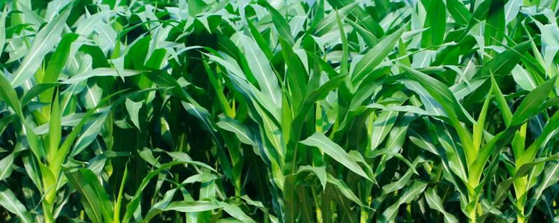 豆杰除草剂影响下茬玉米吗，豆杰除草剂使用注意事项