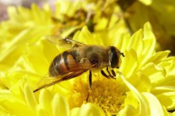 工蜂出入时为何不带花粉