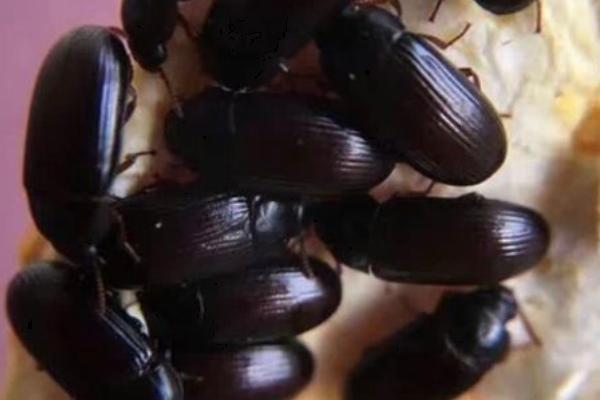 如何让变成甲虫的面包虫繁殖