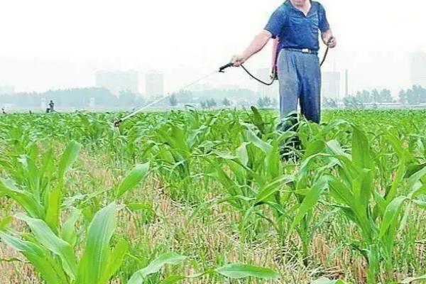 使用玉米除草剂多久下雨无需重喷，附常见的玉米除草剂种类