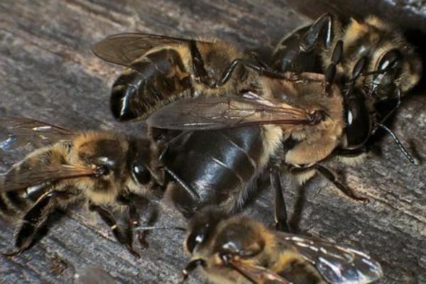 雄蜂过多对蜂群的影响