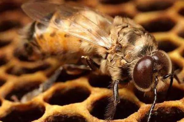 雄蜂过多对蜂群的影响