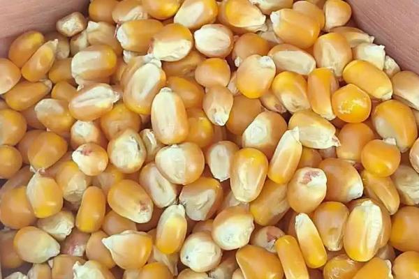 陈三年的玉米种能不能种植