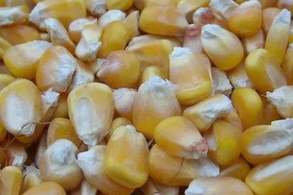 陈三年的玉米种能不能种植