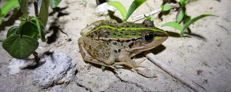 常见的青蛙品种