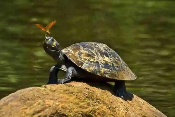 养乌龟的水有什么要求