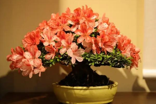 日本皋月杜鹃品种几个珍稀