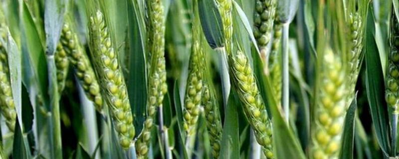 小麦通过什么传播种子