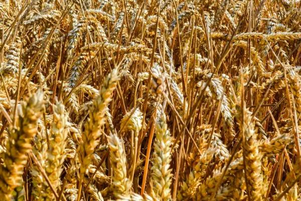 小麦通过什么传播种子