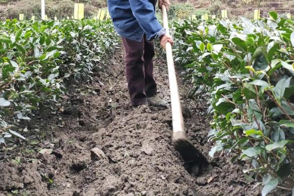 茶树管理及修剪施肥方法