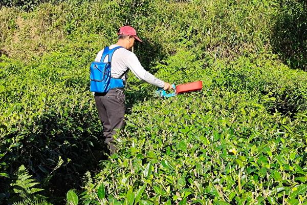 茶树管理及修剪施肥方法
