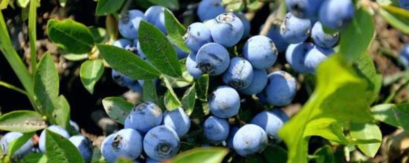 蓝莓有籽吗