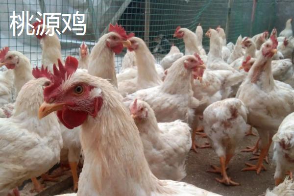 中国有哪些巨型鸡品种