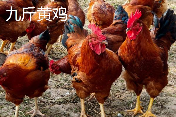 中国有哪些巨型鸡品种