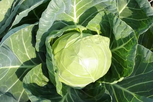 六月份适合种植的蔬菜，附常见蔬菜品种介绍