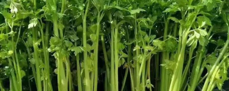 芹菜种子几天发芽