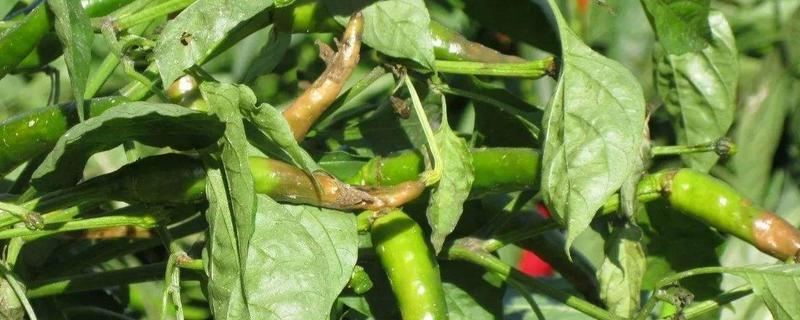 线椒的种植时间，线椒病虫害防治方法