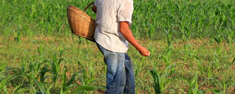 玉米高产施肥方法