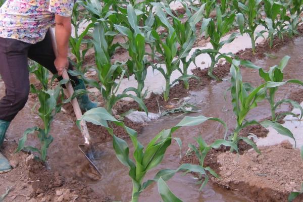玉米高产施肥方法