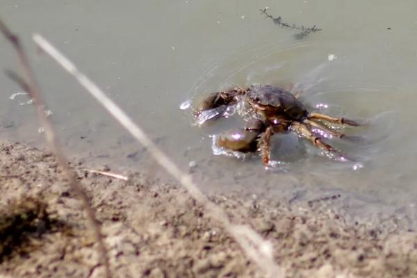淡水池塘怎么养殖螃蟹