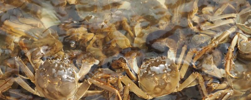淡水池塘怎么养殖螃蟹