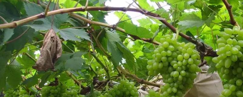 木纳格葡萄有什么特点，木纳格葡萄的病虫害有哪些