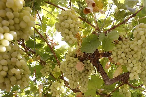 木纳格葡萄有什么特点，附木纳格葡萄的病虫害有哪些