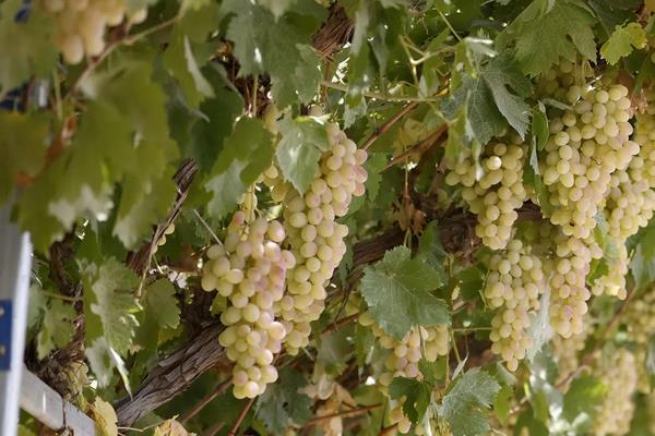 木纳格葡萄有什么特点，附木纳格葡萄的病虫害有哪些