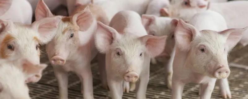 猪副猪嗜血杆菌病的发生症状