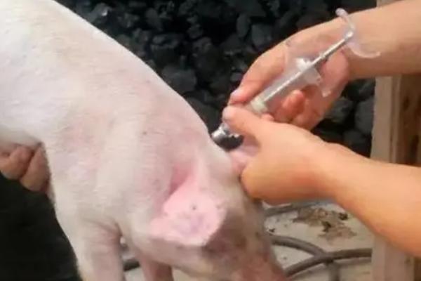 猪副猪嗜血杆菌病的发生症状