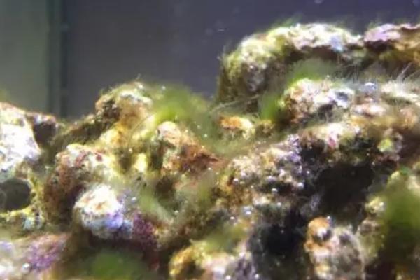 草缸爆褐藻说明什么