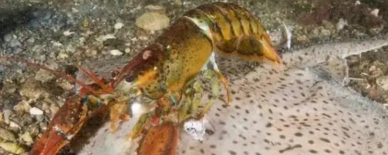 海龙虾能不能人工养殖